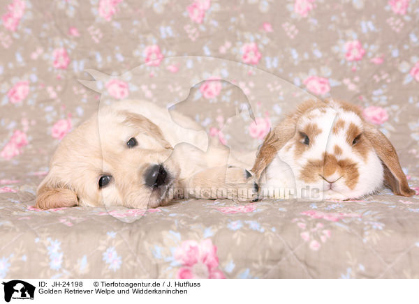 Golden Retriever Welpe und Widderkaninchen / JH-24198