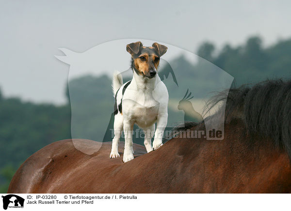Jack Russell Terrier und Pferd / Jack Russell Terrier and horse / IP-03280