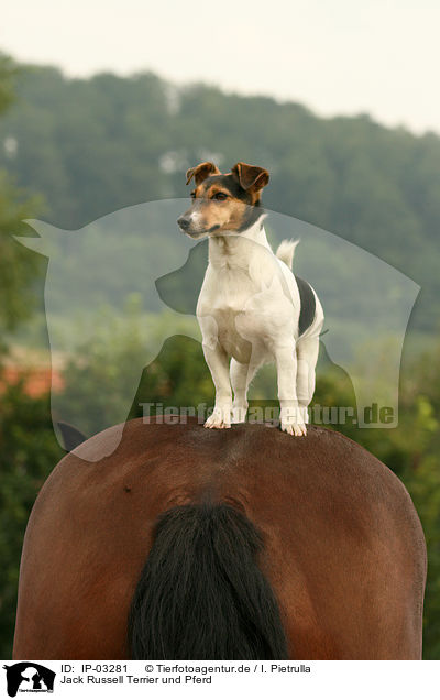 Jack Russell Terrier und Pferd / Jack Russell Terrier and horse / IP-03281