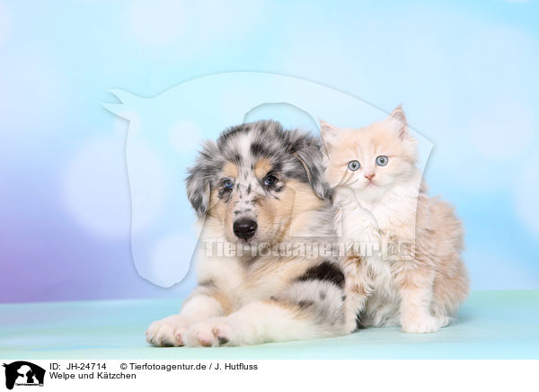 Welpe und Ktzchen / Puppy and kitten / JH-24714
