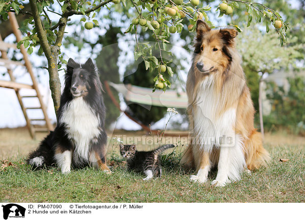 2 Hunde und ein Ktzchen / 2 dogs and a kitten / PM-07090