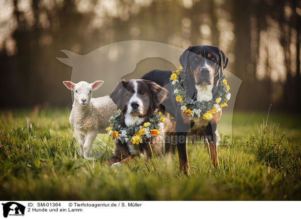 2 Hunde und ein Lamm / SM-01364