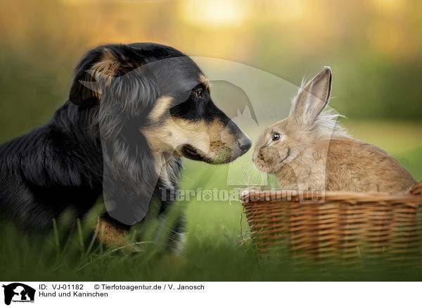 Hund und Kaninchen / dog an rabbit / VJ-01182