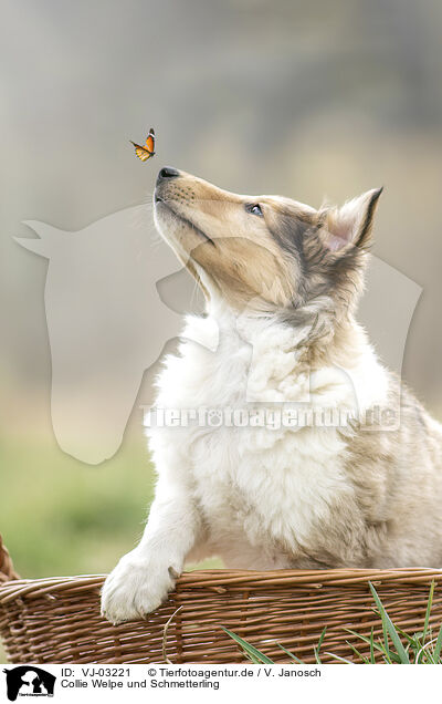 Collie Welpe und Schmetterling / Collie Puppy and Butterfly / VJ-03221