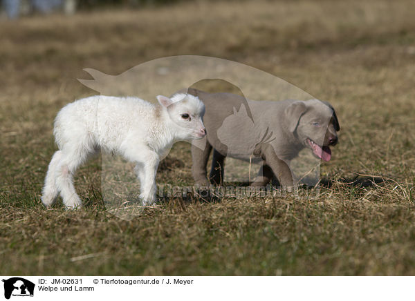 Welpe und Lamm / puppy and lamb / JM-02631