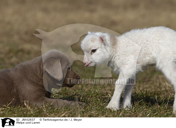 Welpe und Lamm / puppy and lamb / JM-02637