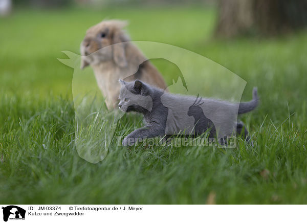 Katze und Zwergwidder / cat and floppy-eared rabbit / JM-03374