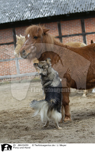 Pony und Hund / pony and dog / JM-03450