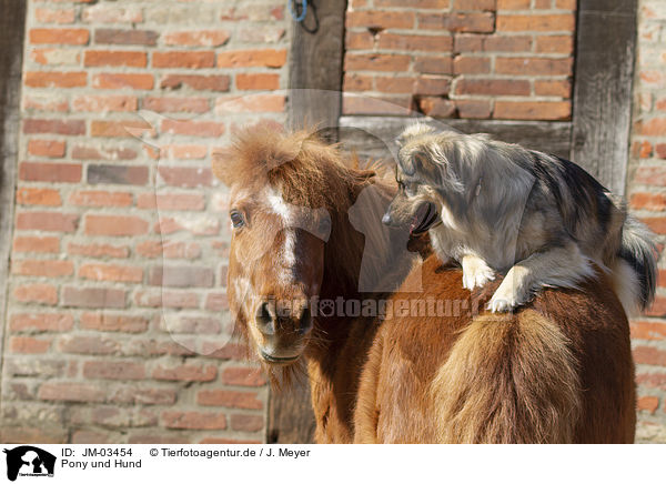 Pony und Hund / pony and dog / JM-03454