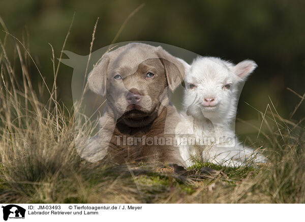 Labrador Retriever und Lamm / JM-03493