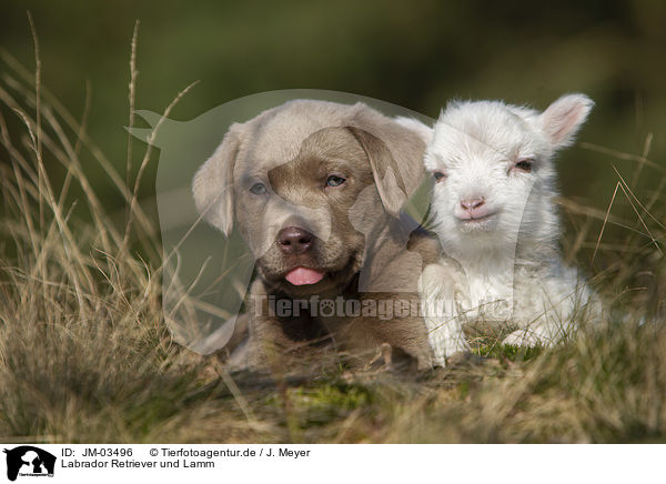 Labrador Retriever und Lamm / Labrador Retriever and lamb / JM-03496