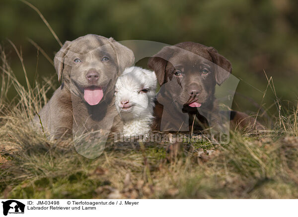 Labrador Retriever und Lamm / Labrador Retriever and lamb / JM-03498
