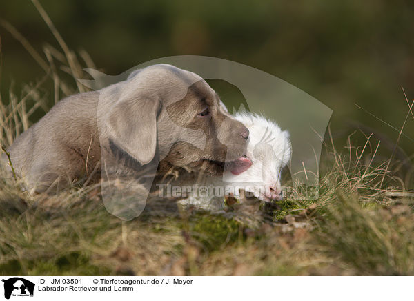 Labrador Retriever und Lamm / Labrador Retriever and lamb / JM-03501