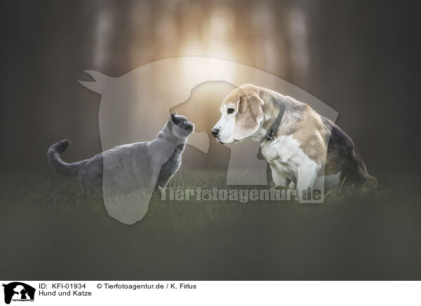 Hund und Katze / dog and cat / KFI-01934