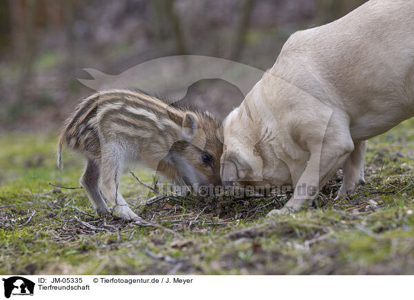 Tierfreundschaft / animal friends / JM-05335