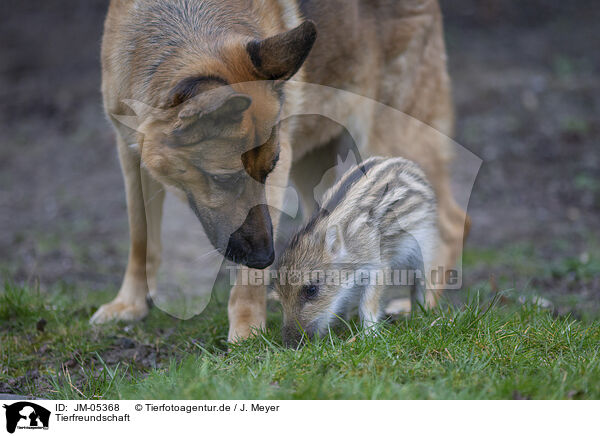 Tierfreundschaft / animal friends / JM-05368