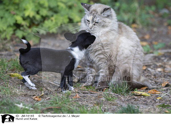 Hund und Katze / dog and cat / JM-14145
