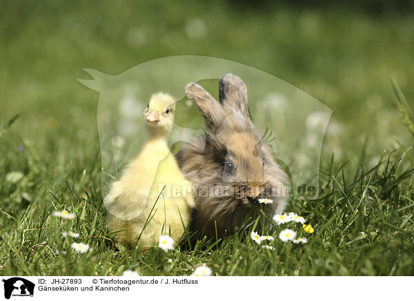 Gnsekken und Kaninchen / gosling and bunny / JH-27893