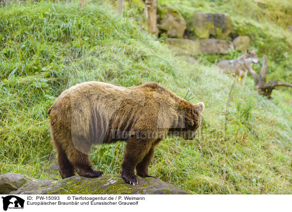 Europischer Braunbr und Eurasischer Grauwolf / brown bear and eurasian greywolf / PW-15093