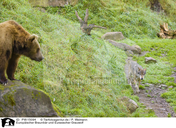 Europischer Braunbr und Eurasischer Grauwolf / brown bear and eurasian greywolf / PW-15094