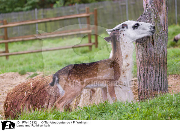 Lama und Rothirschkalb / llama and red deer fawn / PW-15132