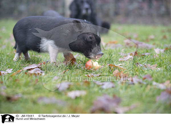 Hund und Minischwein / JM-15441