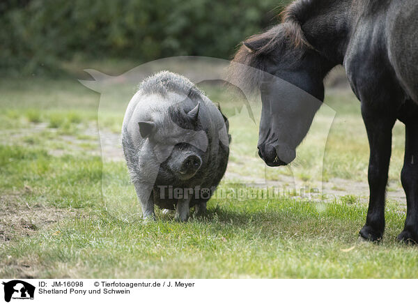 Shetland Pony und Schwein / Shetland Pony and Pig / JM-16098