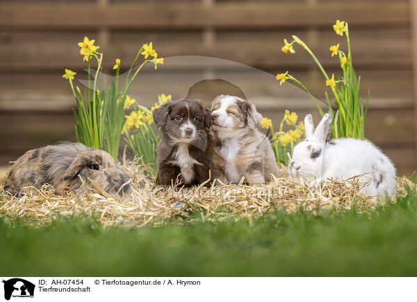 Tierfreundschaft / animal friends / AH-07454