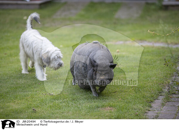 Minischwein und Hund / JM-20494