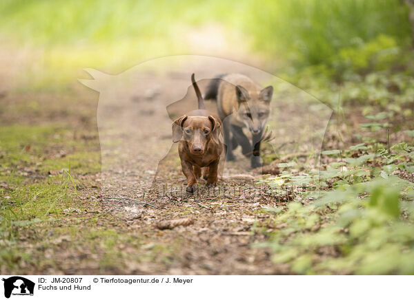 Fuchs und Hund / JM-20807