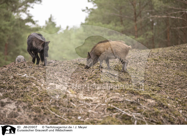 Eurasischer Grauwolf und Wildschwein / JM-20907