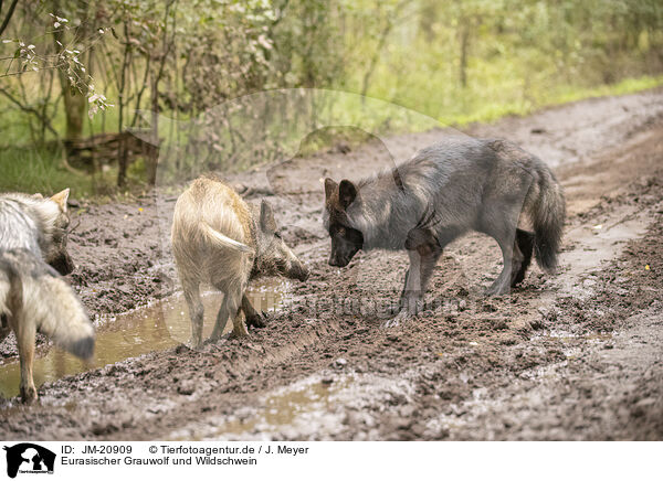 Eurasischer Grauwolf und Wildschwein / JM-20909