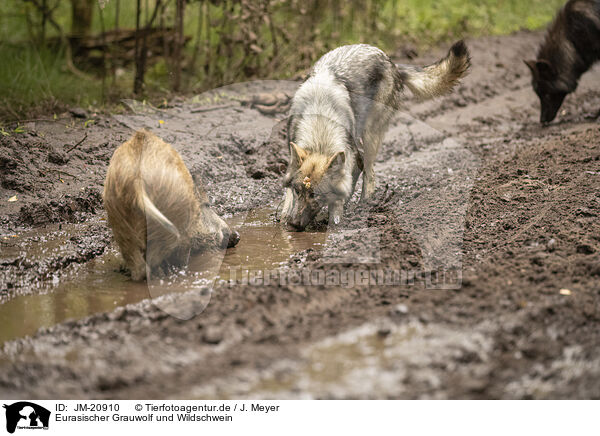 Eurasischer Grauwolf und Wildschwein / JM-20910