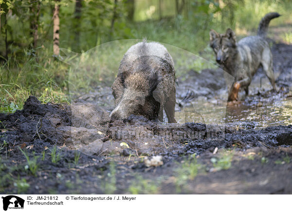 Tierfreundschaft / animal friends / JM-21812