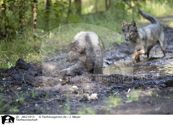 Tierfreundschaft / animal friends / JM-21813