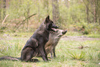 Eurasischer Grauwolf und Wildschwein