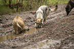 Eurasischer Grauwolf und Wildschwein