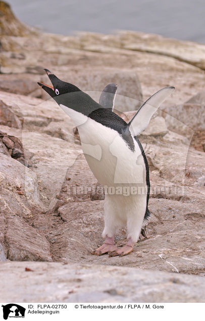 Adeliepinguin / FLPA-02750