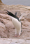 Adeliepinguin