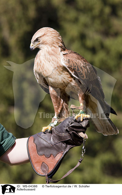 Adlerbussard / long-legged buzzard / WS-04386