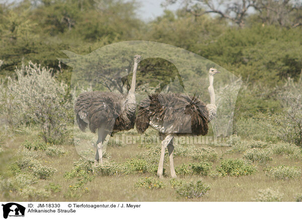 Afrikanische Straue / ostriches / JM-18330