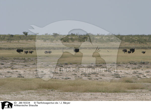 Afrikanische Straue / ostriches / JM-18334