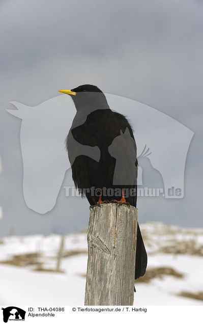 Alpendohle / alpine chough / THA-04086