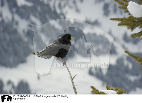 Alpendohle / alpine chough / THA-04091