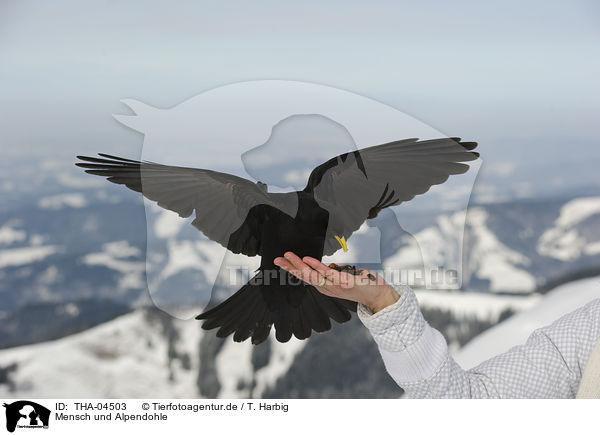 Mensch und Alpendohle / human and alpine yellow-billed chough / THA-04503