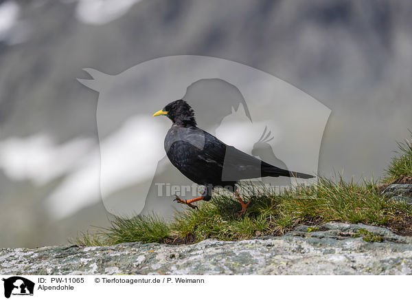 Alpendohle / Alpine chough / PW-11065