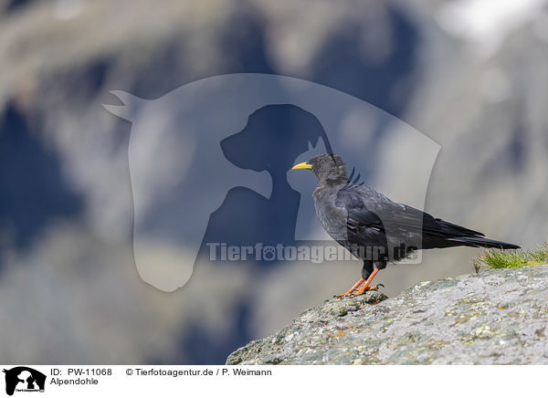 Alpendohle / Alpine chough / PW-11068