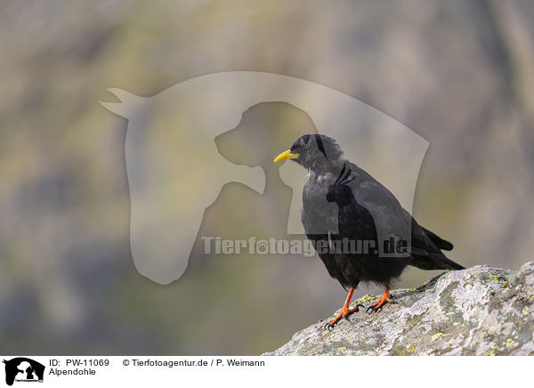 Alpendohle / Alpine chough / PW-11069