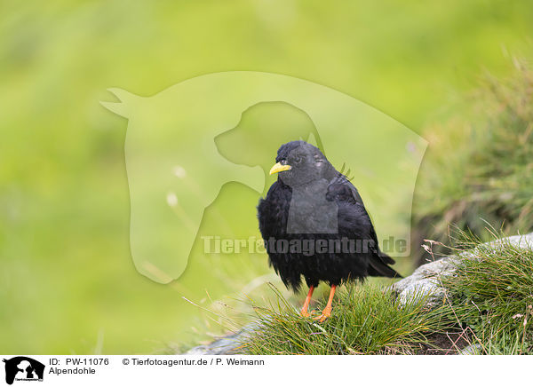 Alpendohle / Alpine chough / PW-11076