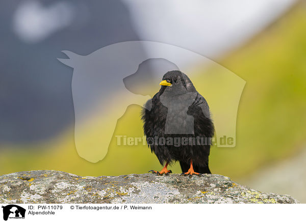 Alpendohle / Alpine chough / PW-11079